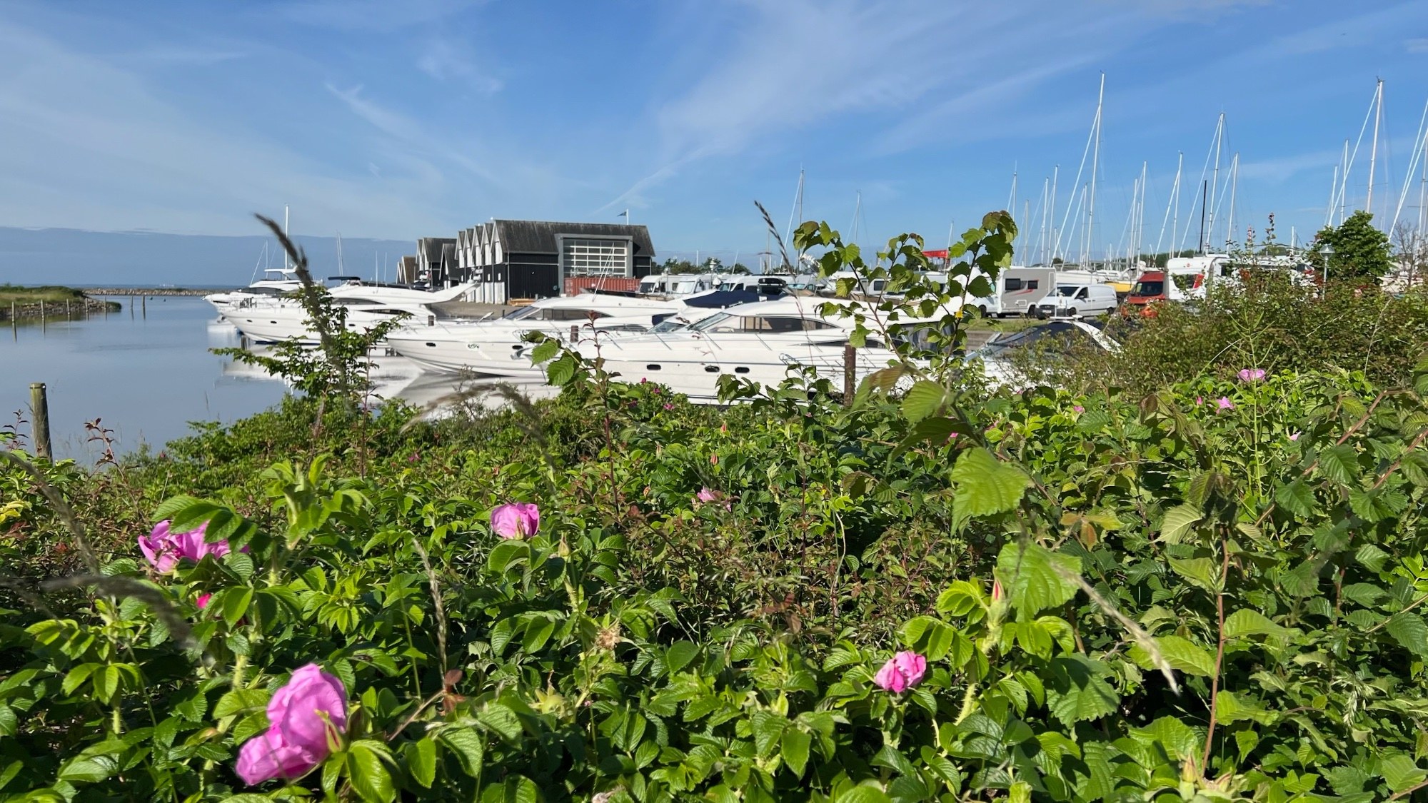 Greve Hafen